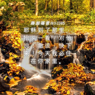 Picture 04 - 路 加 福 音 19:5 CUVS - 耶 稣 到 了 那 里 ， 抬 头 一 看 ， - Bible Verse Picture
