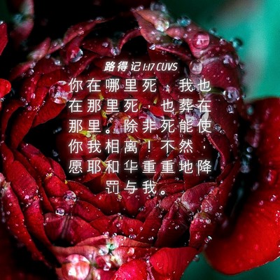 Picture 04 - 路 得 记 1:17 CUVS - 你 在 哪 里 死 ， 我 也 在 那 里 死 - Bible Verse Picture