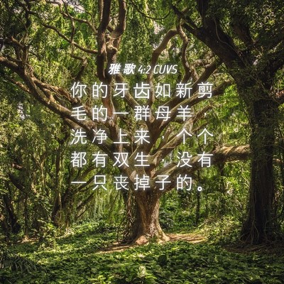 Picture 04 - 雅 歌 4:2 CUVS - 你 的 牙 齿 如 新 剪 毛 的 一 群 母 - Bible Verse Picture
