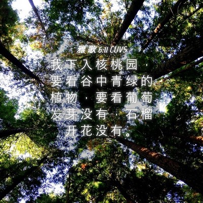 Picture 04 - 雅 歌 6:11 CUVS - 我 下 入 核 桃 园 ， 要 看 谷 中 青 - Bible Verse Picture