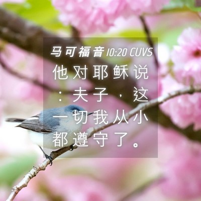 Picture 04 - 马 可 福 音 10:20 CUVS - 他 对 耶 稣 说 ： 夫 子 ， 这 一 切 - Bible Verse Picture