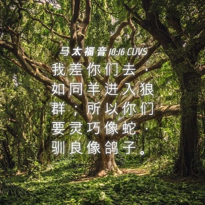 Picture 04 - 马 太 福 音 10:16 CUVS - 我 差 你 们 去 ， 如 同 羊 进 入 狼 - Bible Verse Picture