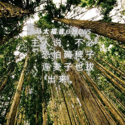 Picture 04 - 马 太 福 音 13:29 CUVS - 主 人 说 ： 不 必 ， 恐 怕 薅 稗 子 - Bible Verse Picture