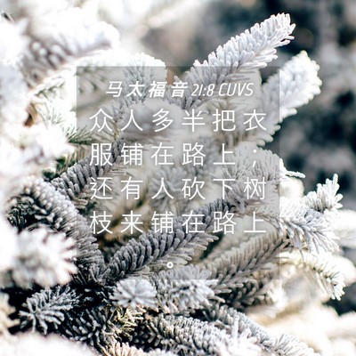 Picture 04 - 马 太 福 音 21:8 CUVS - 众 人 多 半 把 衣 服 铺 在 路 上 ； - Bible Verse Picture