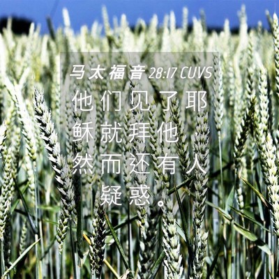 Picture 04 - 马 太 福 音 28:17 CUVS - 他 们 见 了 耶 稣 就 拜 他 ， 然 而 - Bible Verse Picture