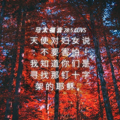 Picture 04 - 马 太 福 音 28:5 CUVS - 天 使 对 妇 女 说 ： 不 要 害 怕 ！ - Bible Verse Picture