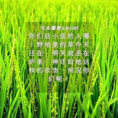 Picture 04 - 马 太 福 音 6:30 CUVS - 你 们 这 小 信 的 人 哪 ！ 野 地 里 - Bible Verse Picture