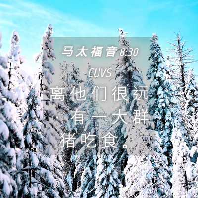 Picture 04 - 马 太 福 音 8:30 CUVS - 离 他 们 很 远 ， 有 一 大 群 猪 吃 - Bible Verse Picture