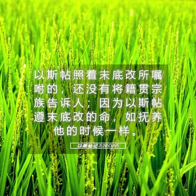 Picture 05 - 以 斯 帖 记 2:20 CUVS - 以 斯 帖 照 着 末 底 改 所 嘱 咐 的 - Bible Verse Picture