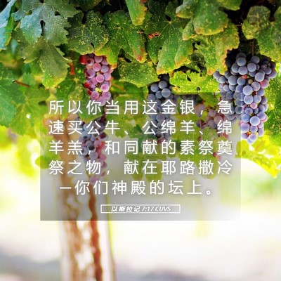 Picture 05 - 以 斯 拉 记 7:17 CUVS - 所 以 你 当 用 这 金 银 ， 急 速 买 - Bible Verse Picture
