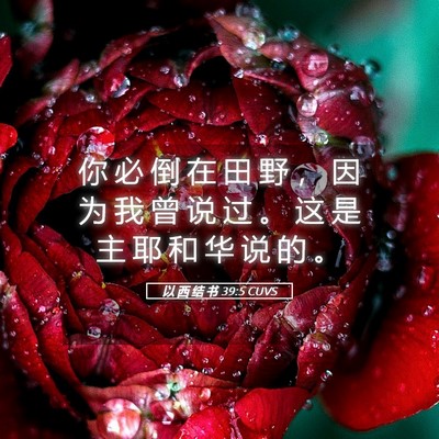 Picture 05 - 以 西 结 书 39:5 CUVS - 你 必 倒 在 田 野 ， 因 为 我 曾 说 - Bible Verse Picture