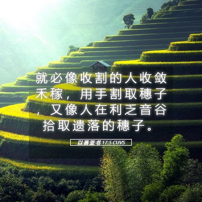 Picture 05 - 以 赛 亚 书 17:5 CUVS - 就 必 像 收 割 的 人 收 敛 禾 稼 ， - Bible Verse Picture