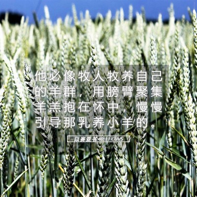 Picture 05 - 以 赛 亚 书 40:11 CUVS - 他 必 像 牧 人 牧 养 自 己 的 羊 群 - Bible Verse Picture