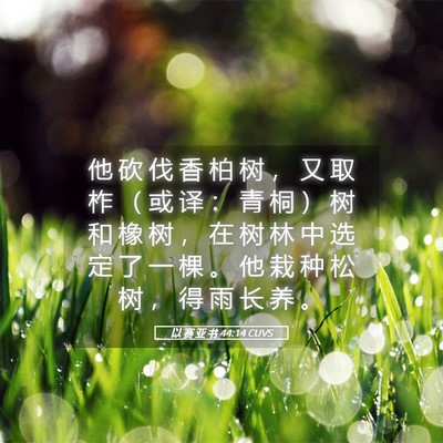 Picture 05 - 以 赛 亚 书 44:14 CUVS - 他 砍 伐 香 柏 树 ， 又 取 柞 （ 或 - Bible Verse Picture