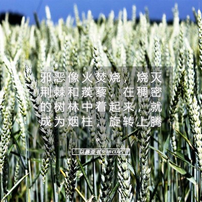 Picture 05 - 以 赛 亚 书 9:18 CUVS - 邪 恶 像 火 焚 烧 ， 烧 灭 荆 棘 和 - Bible Verse Picture