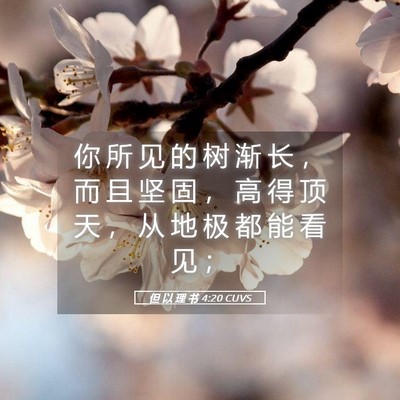Picture 05 - 但 以 理 书 4:20 CUVS - 你 所 见 的 树 渐 长 ， 而 且 坚 固 - Bible Verse Picture