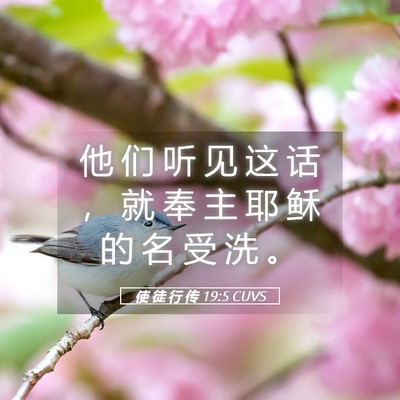 Picture 05 - 使 徒 行 传 19:5 CUVS - 他 们 听 见 这 话 ， 就 奉 主 耶 稣 - Bible Verse Picture