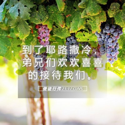 Picture 05 - 使 徒 行 传 21:17 CUVS - 到 了 耶 路 撒 冷 ， 弟 兄 们 欢 欢 - Bible Verse Picture