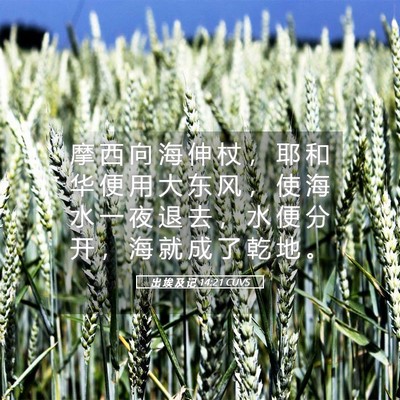 Picture 05 - 出 埃 及 记 14:21 CUVS - 摩 西 向 海 伸 杖 ， 耶 和 华 便 用 - Bible Verse Picture