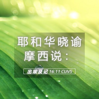 Picture 05 - 出 埃 及 记 16:11 CUVS - 耶 和 华 晓 谕 摩 西 说 - Bible Verse Picture