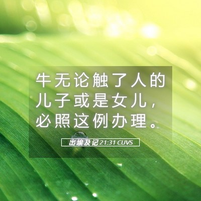 Picture 05 - 出 埃 及 记 21:31 CUVS - 牛 无 论 触 了 人 的 儿 子 或 是 女 - Bible Verse Picture