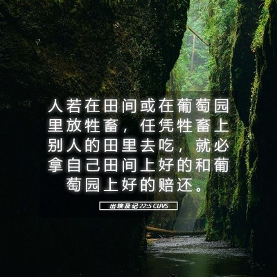 Picture 05 - 出 埃 及 记 22:5 CUVS - 人 若 在 田 间 或 在 葡 萄 园 里 放 - Bible Verse Picture