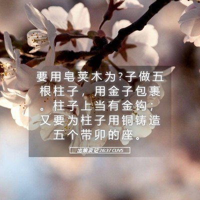 Picture 05 - 出 埃 及 记 26:37 CUVS - 要 用 皂 荚 木 为 ? 子 做 五 根 柱 子 - Bible Verse Picture