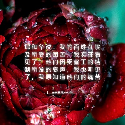 Picture 05 - 出 埃 及 记 3:7 CUVS - 耶 和 华 说 ： 我 的 百 姓 在 埃 及 - Bible Verse Picture