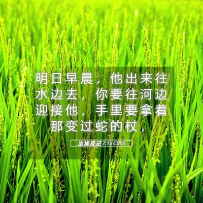Picture 05 - 出 埃 及 记 7:15 CUVS - 明 日 早 晨 ， 他 出 来 往 水 边 去 - Bible Verse Picture