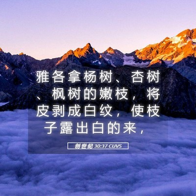 Picture 05 - 创 世 纪 30:37 CUVS - 雅 各 拿 杨 树 、 杏 树 、 枫 树 的 - Bible Verse Picture