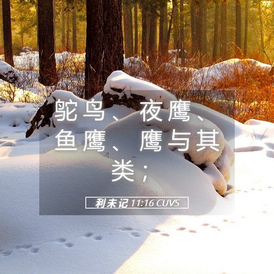 Picture 05 - 利 未 记 11:16 CUVS - 鸵 鸟 、 夜 鹰 、 鱼 鹰 、 鹰 与 其 - Bible Verse Picture