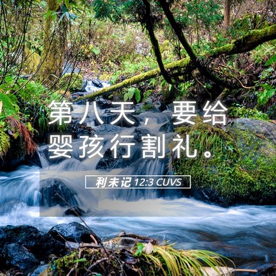 Picture 05 - 利 未 记 12:3 CUVS - 第 八 天 ， 要 给 婴 孩 行 割 礼 - Bible Verse Picture