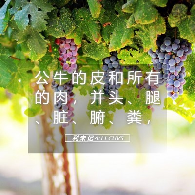 Picture 05 - 利 未 记 4:11 CUVS - 公 牛 的 皮 和 所 有 的 肉 ， 并 头 - Bible Verse Picture