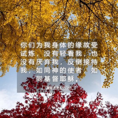 Picture 05 - 加 拉 太 书 4:14 CUVS - 你 们 为 我 身 体 的 缘 故 受 试 炼 - Bible Verse Picture