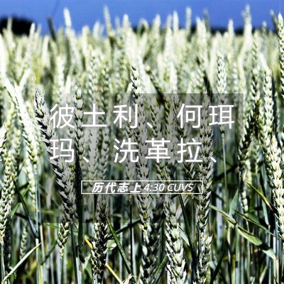 Picture 05 - 历 代 志 上 4:30 CUVS - 彼 土 利 、 何 珥 玛 、 洗 革 拉 - Bible Verse Picture