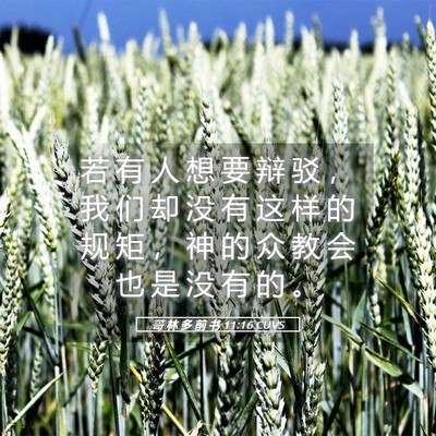 Picture 05 - 哥 林 多 前 书 11:16 CUVS - 若 有 人 想 要 辩 驳 ， 我 们 却 没 - Bible Verse Picture