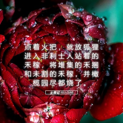 Picture 05 - 士 师 记 15:5 CUVS - 点 着 火 把 ， 就 放 狐 狸 进 入 非 - Bible Verse Picture