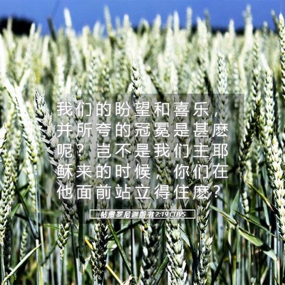 Picture 05 - 帖 撒 罗 尼 迦 前 书 2:19 CUVS - 我 们 的 盼 望 和 喜 乐 ， 并 所 夸 - Bible Verse Picture