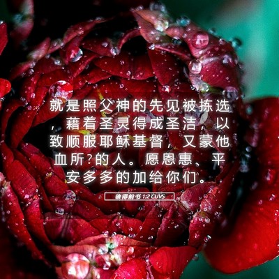 Picture 05 - 彼 得 前 书 1:2 CUVS - 就 是 照 父 神 的 先 见 被 拣 选 ， - Bible Verse Picture