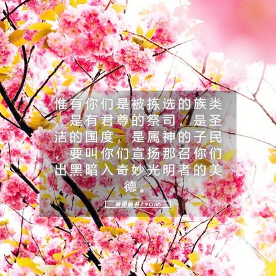 Picture 05 - 彼 得 前 书 2:9 CUVS - 惟 有 你 们 是 被 拣 选 的 族 类 ， - Bible Verse Picture
