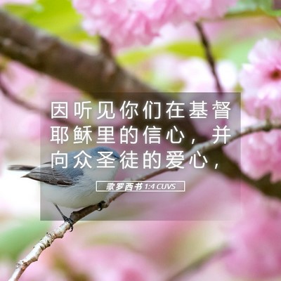 Picture 05 - 歌 罗 西 书 1:4 CUVS - 因 听 见 你 们 在 基 督 耶 稣 里 的 - Bible Verse Picture
