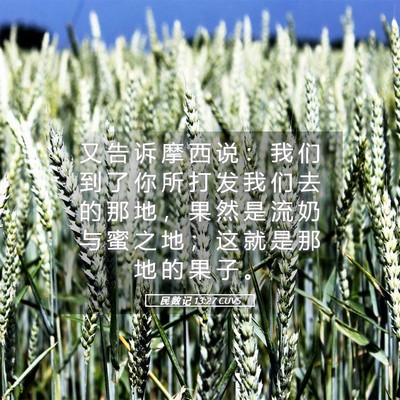 Picture 05 - 民 数 记 13:27 CUVS - 又 告 诉 摩 西 说 ： 我 们 到 了 你 - Bible Verse Picture