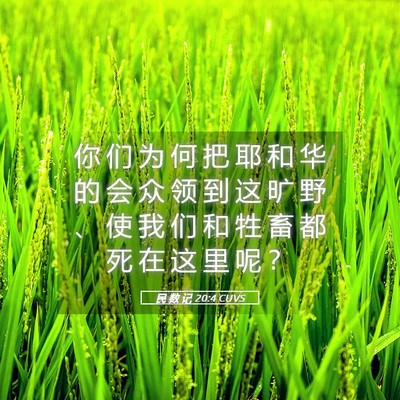 Picture 05 - 民 数 记 20:4 CUVS - 你 们 为 何 把 耶 和 华 的 会 众 领 - Bible Verse Picture