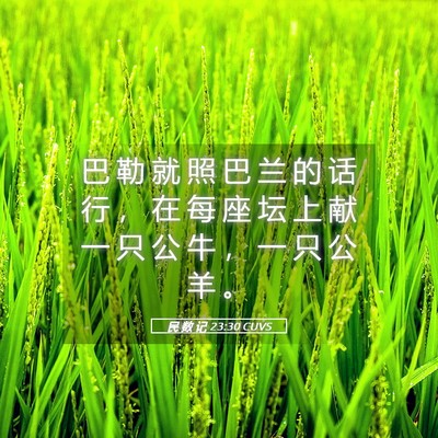 Picture 05 - 民 数 记 23:30 CUVS - 巴 勒 就 照 巴 兰 的 话 行 ， 在 每 - Bible Verse Picture