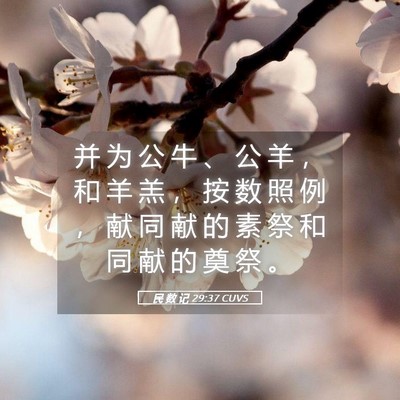 Picture 05 - 民 数 记 29:37 CUVS - 并 为 公 牛 、 公 羊 ， 和 羊 羔 ， - Bible Verse Picture