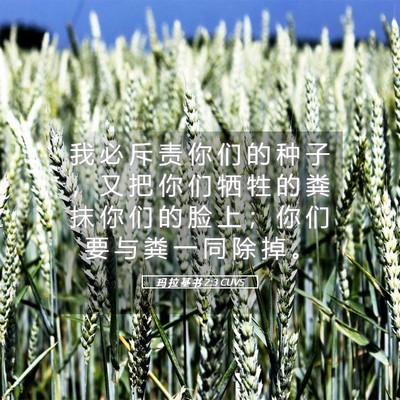 Picture 05 - 玛 拉 基 书 2:3 CUVS - 我 必 斥 责 你 们 的 种 子 ， 又 把 - Bible Verse Picture