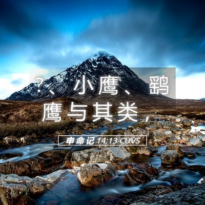 Picture 05 - 申 命 记 14:13 CUVS - ? 、 小 鹰 、 鹞 鹰 与 其 类 - Bible Verse Picture