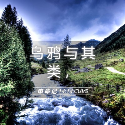 Picture 05 - 申 命 记 14:14 CUVS - 乌 鸦 与 其 类 - Bible Verse Picture