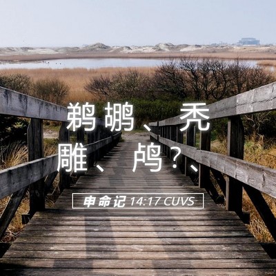 Picture 05 - 申 命 记 14:17 CUVS - 鹈 鹕 、 秃 雕 、 鸬 ? - Bible Verse Picture