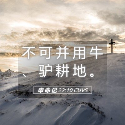 Picture 05 - 申 命 记 22:10 CUVS - 不 可 并 用 牛 、 驴 耕 地 - Bible Verse Picture